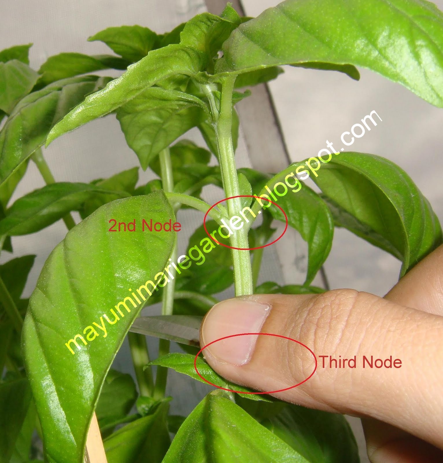 My Garden Haven Proper Way of Harvesting Basil