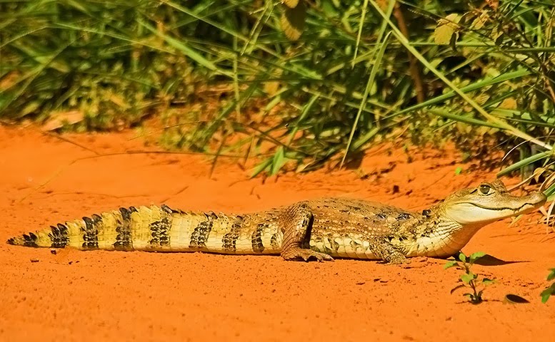 No Mar Profundo: Jacaré-de-Papo-Amarelo 01