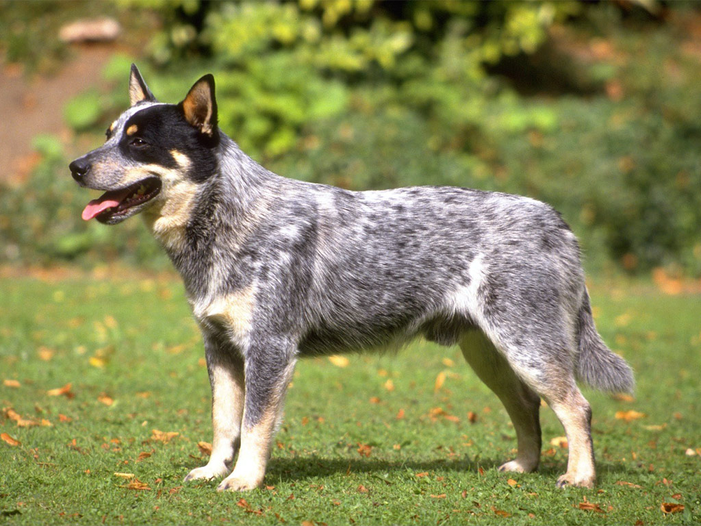 http://3.bp.blogspot.com/_6KbelgiYSgk/TTY1WGkmijI/AAAAAAAAX6k/ndlM18hulM0/s1600/Australian_Cattle_Dog.jpg