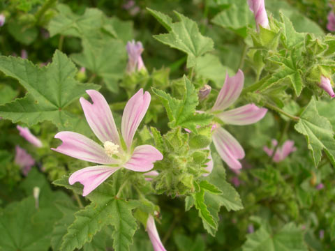 [malva-sivestre.jpg]