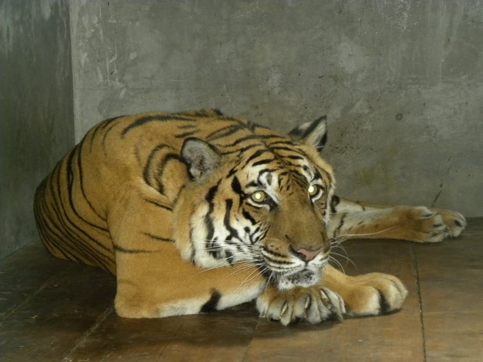 Quest Macedonia blog Zoo Skopje