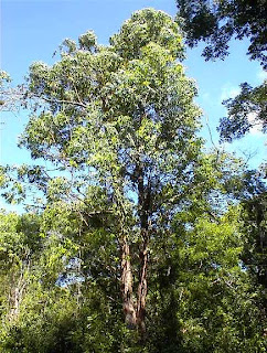 Guía de hierbas y plantas y sus usos medicinales: Eucalypto