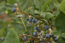 Blueberry Loaded Bushes