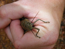 biggest grasshopper I've ever seen