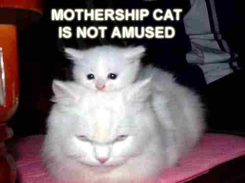 [mothership-cat-is-not-amused.jpg]