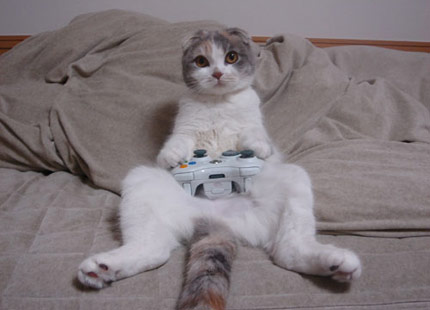 [xbox360cat.jpg]
