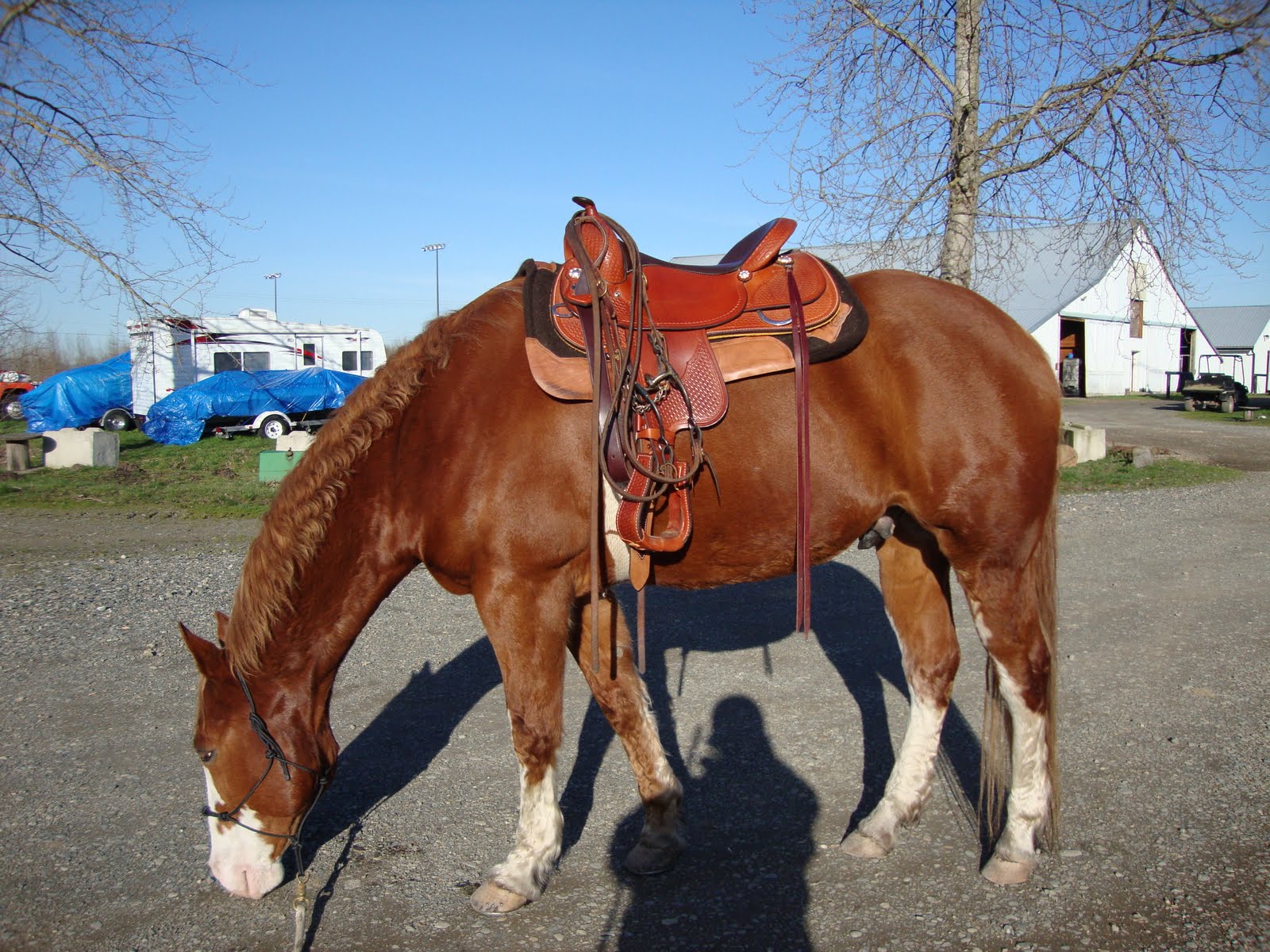 50+ Horses The Difference in a Saddle