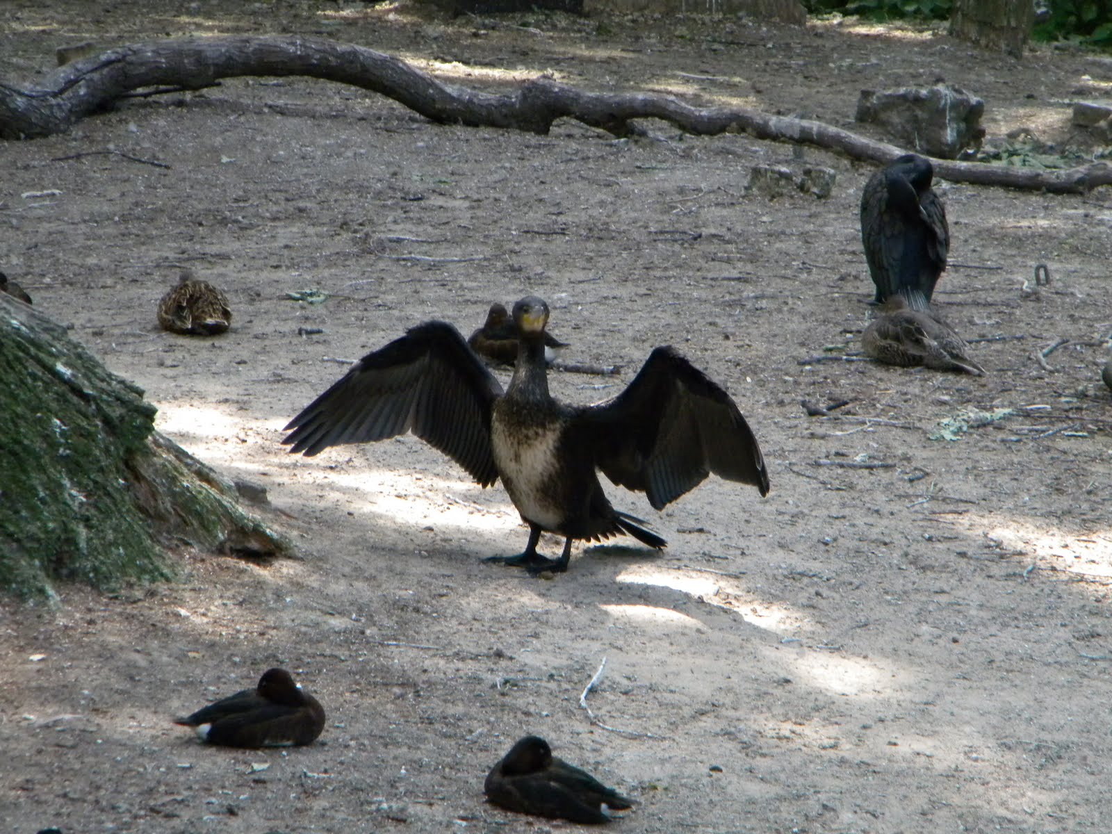 Berlin Study Abroad: World's Largest Zoo