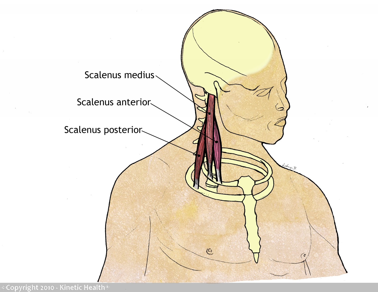 Health Calgary Resolving Whiplash Injuries with Active