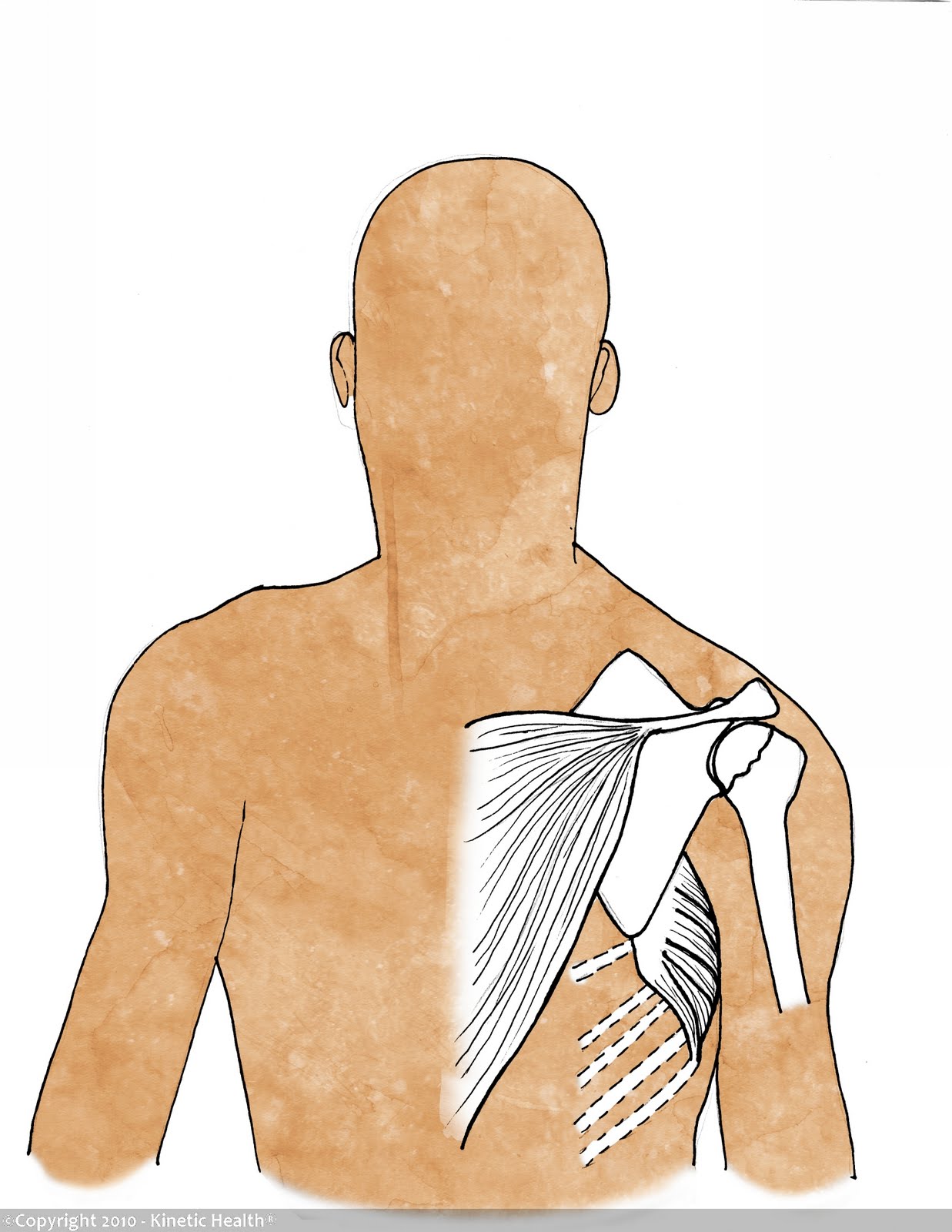 Health Calgary Rotator Cuff Injuries, the Scapula and