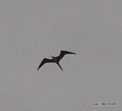 gullible travels soaring overhead frigate bird