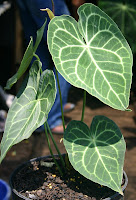 DUNIAKU: Memelihara Tanaman Kuping Gajah