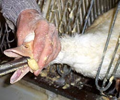 Foie gras (conoce su crueldad, no seas complice)
