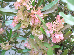 flor de la acacia