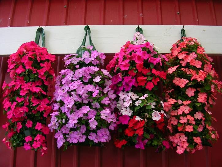 BLOOMERS BLOOM VANCOUVER HANGING BASKETS (604) 818 2819 CALL US. FREE