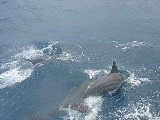 Wild dolphins in Hawaii watched from a boat in Molokai