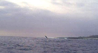 One of Lisa's Hawaii dolphin photos