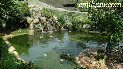 a pond of flamingos