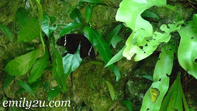 white striped butterfly