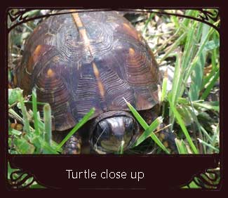 [Turtle-close-up.jpg]
