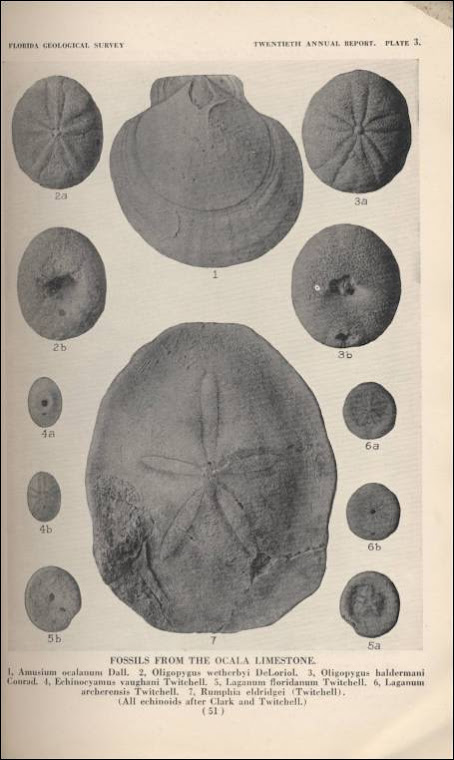 Frequently found Florida fossils