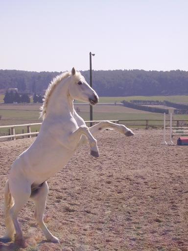 [Photo+chevaux+036ret.JPG]