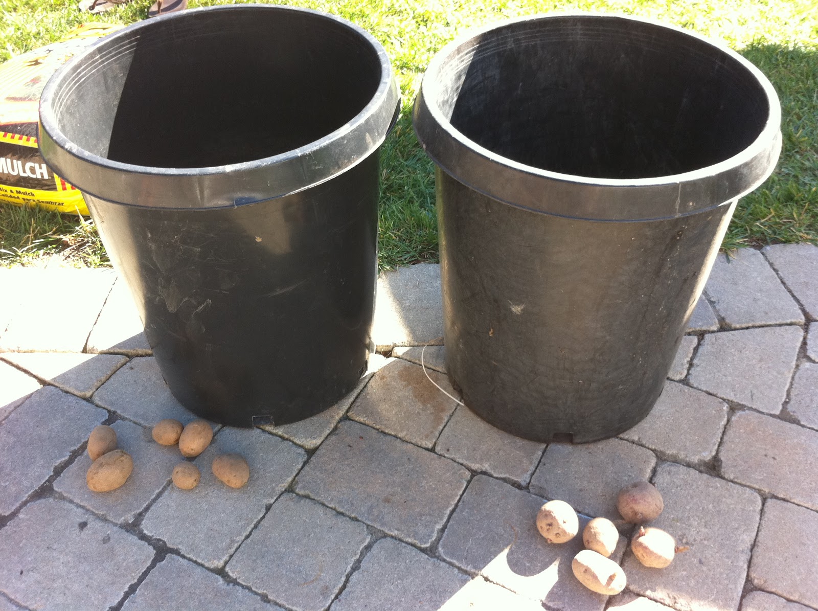 And Sow My Garden Grows: Growing Potatoes in Containers