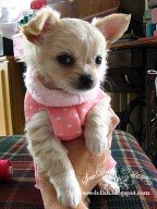 [Puppy+sweater+on+Tinker+IMG_8189.jpg]