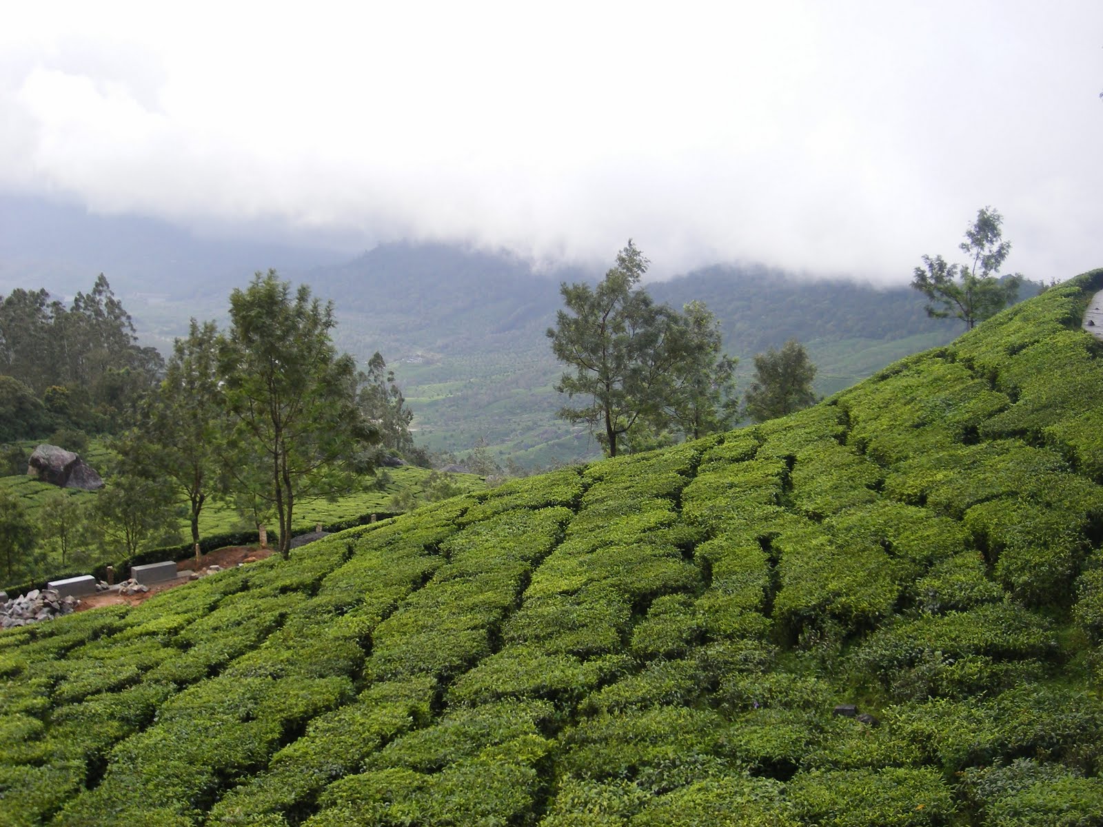 [Munnar-5.JPG]