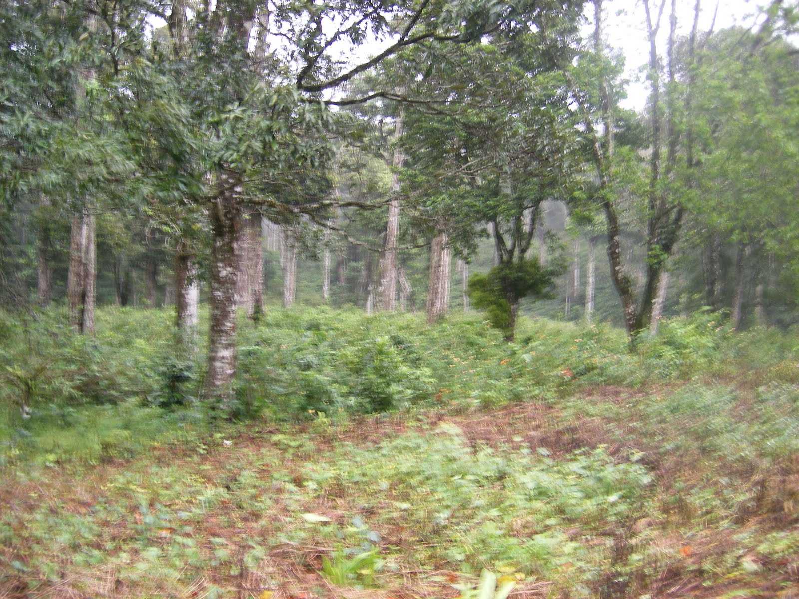 [Munnar+Forest-2.JPG]