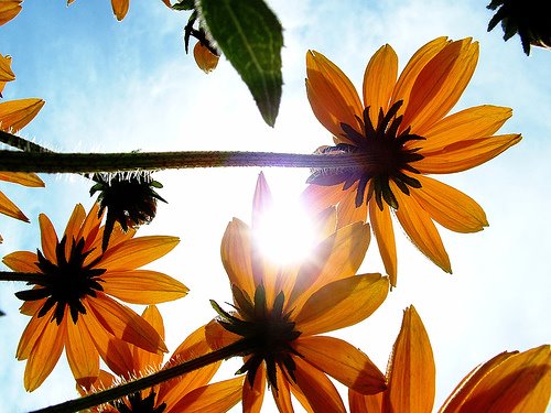 [Flowers+and+Sun.jpg]