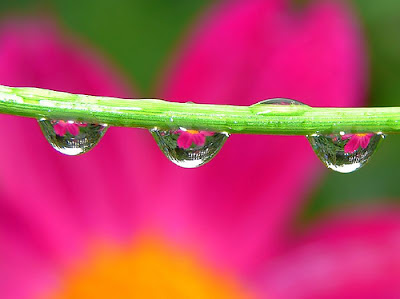 pink flower and waterdrops