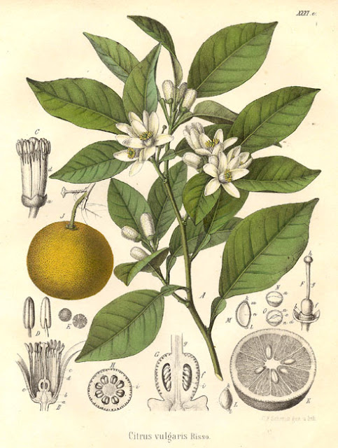 naranjo-amargo-citrus-sinensis