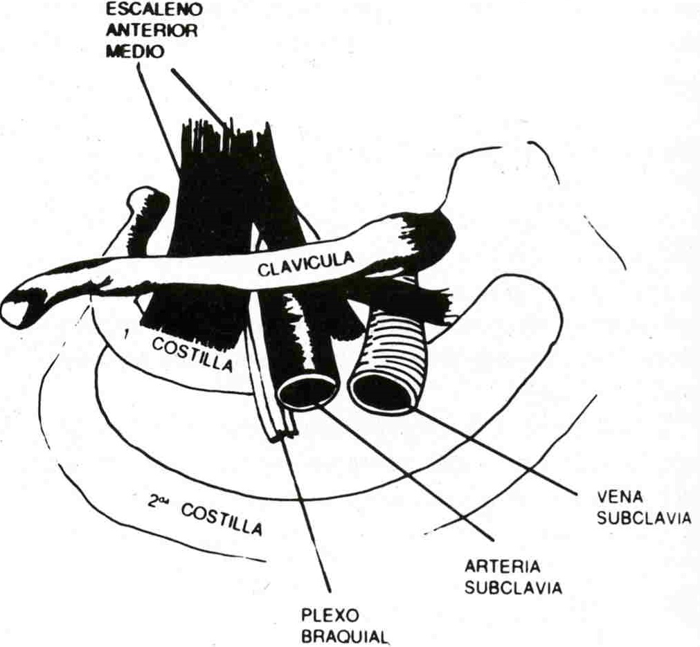 [figura2.jpg]
