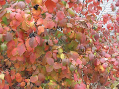 Viburnum burkwoodii 'Mohawk'