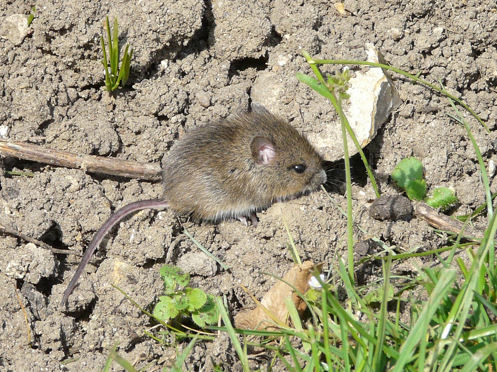 Garden Critters: Danger Mouse