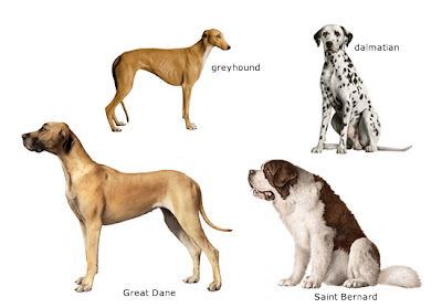 Dog Care Training: America's Favorite Dog Breeds