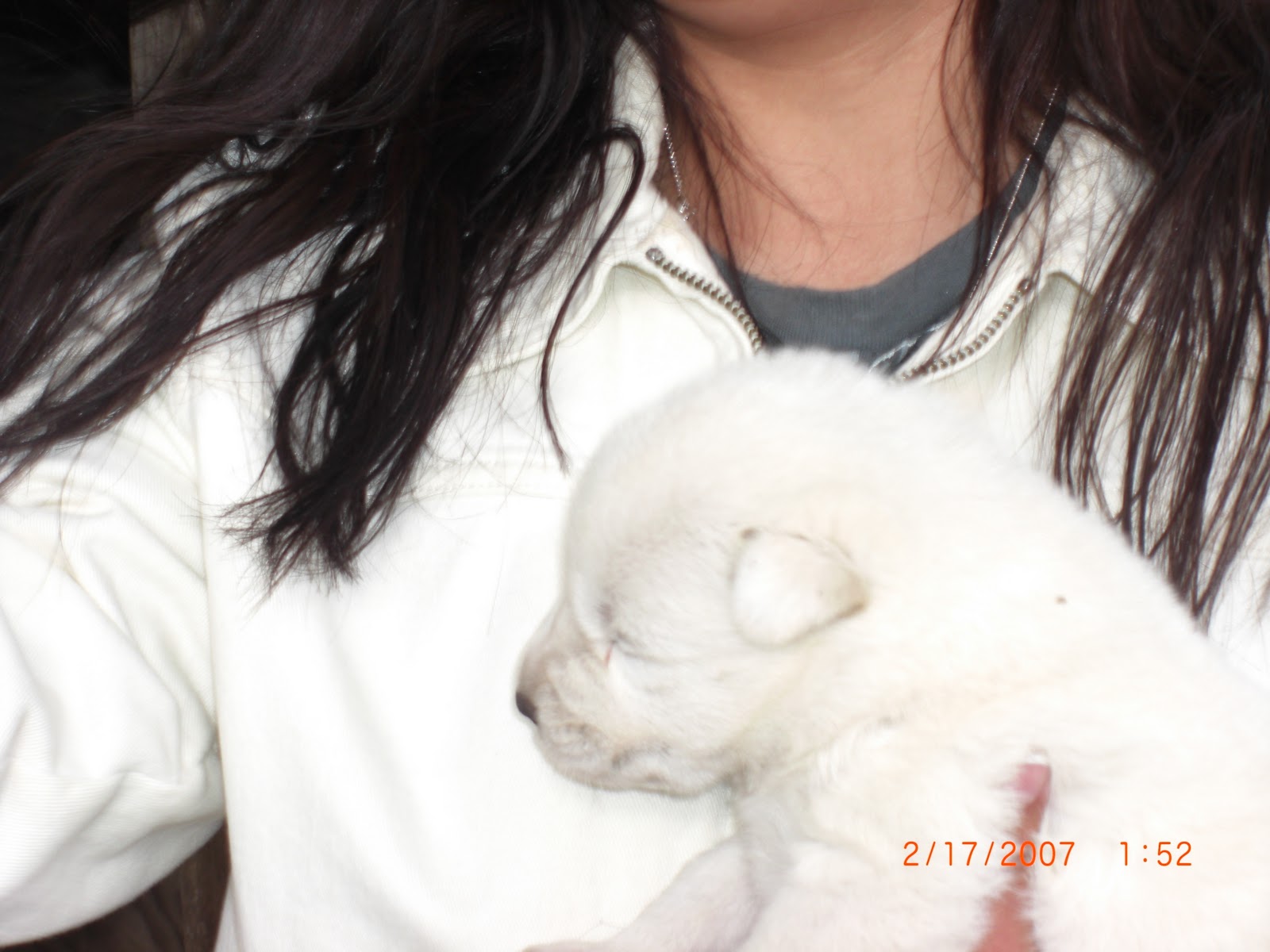 Wolf Puppies For Sale