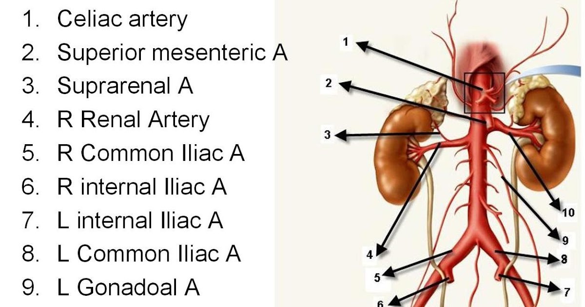 Ct2009 Branches Of The Abdominal Aorta