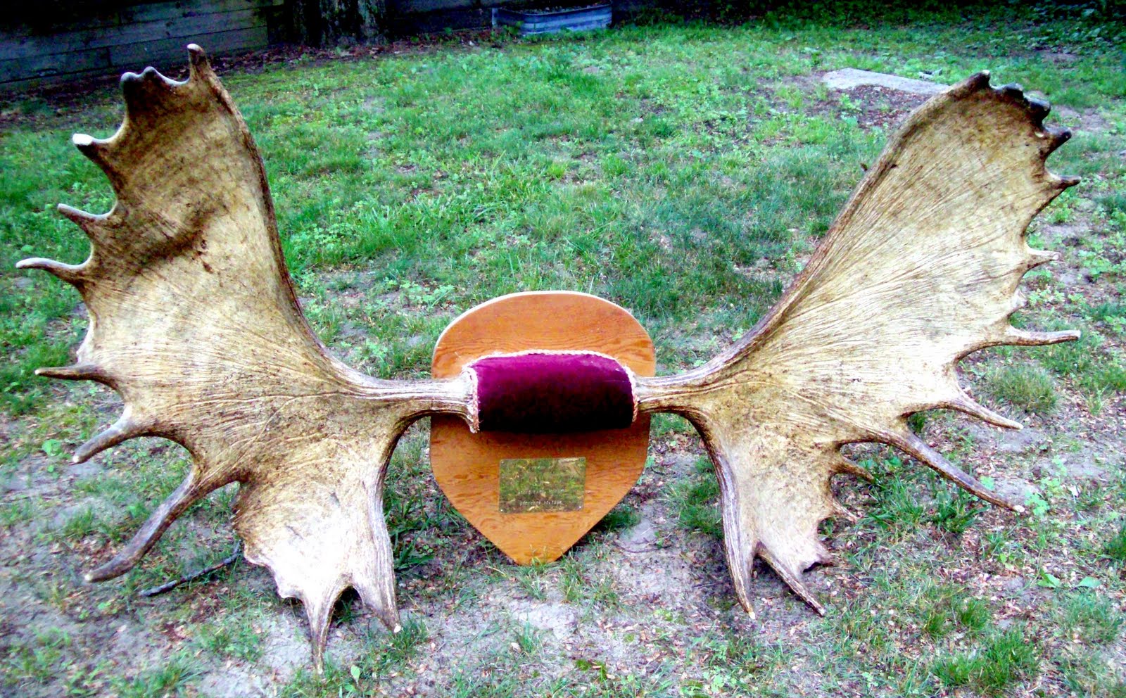 The Midnight Carver Moose Antlers for Sale! Check them out!