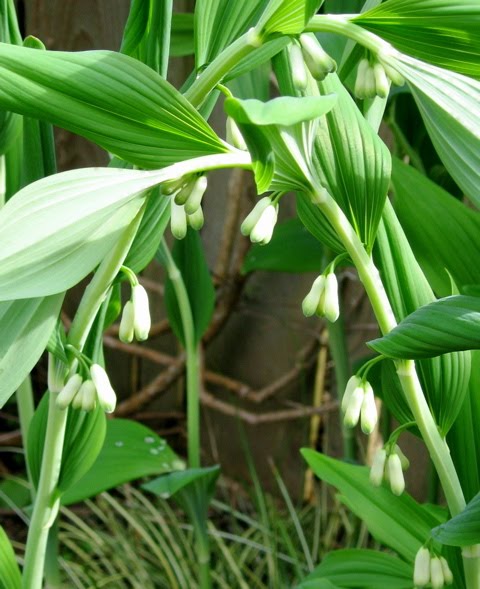 Visit My Garden Smells And Chirps