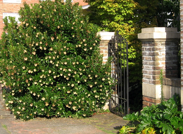 Urban Landscape Native Landscape Shrubs For Sun