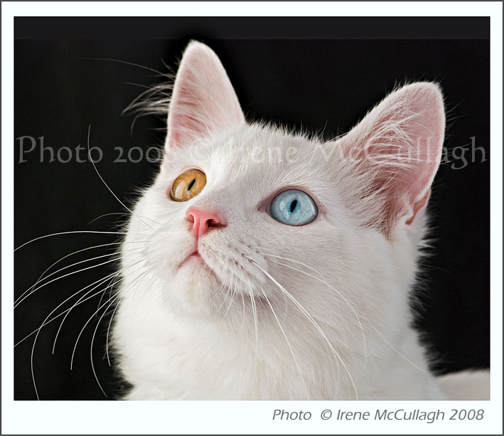 [85f2da4780043008[1].jpg]