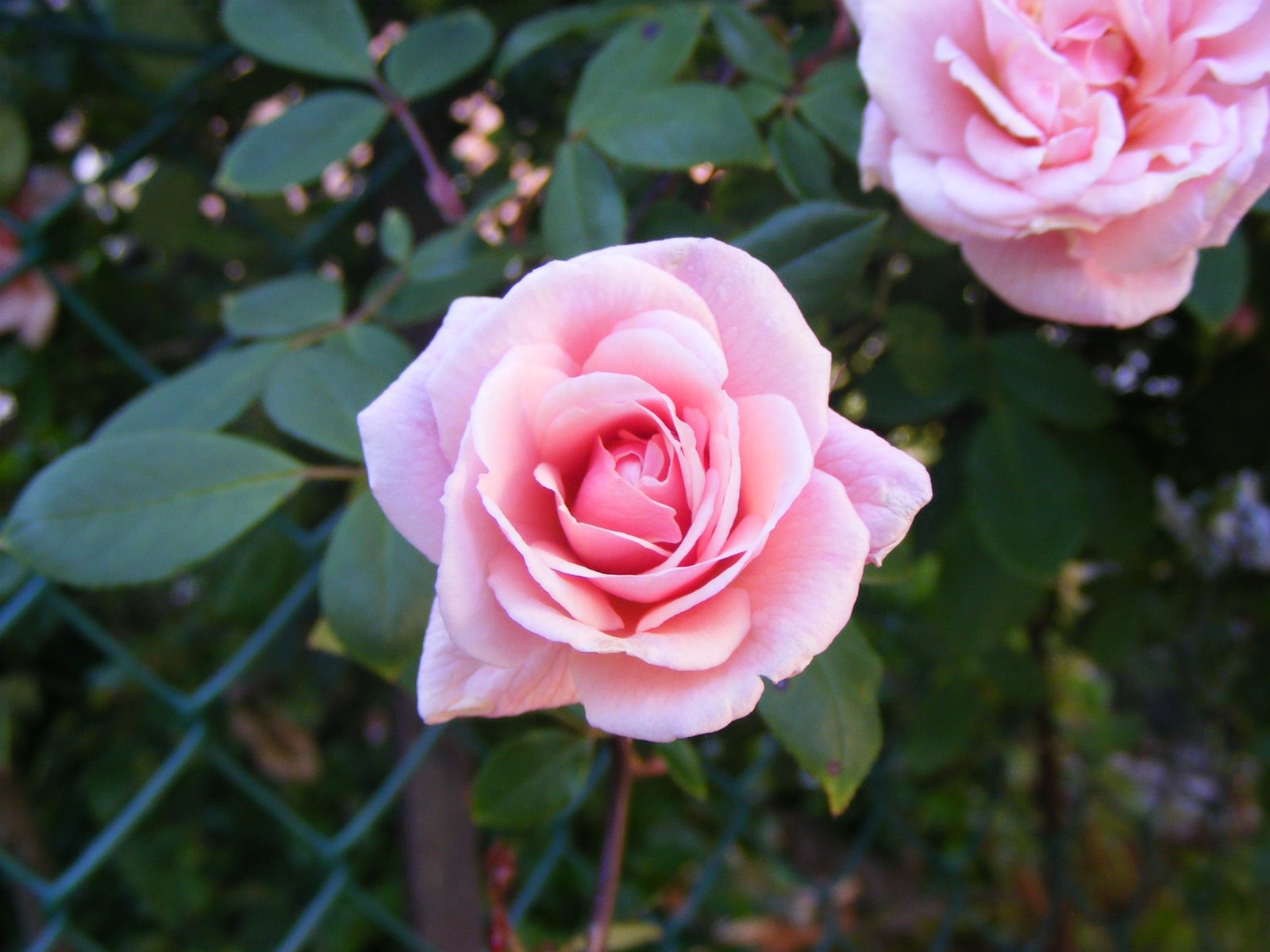 [ferias2008+062.jpg]