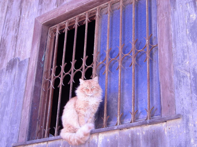 Gato en la Ventana, Cerro Playa Ancha, Valparaiso