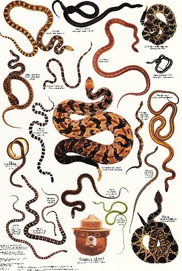 Different Types Of Snake Different Types Of Snake