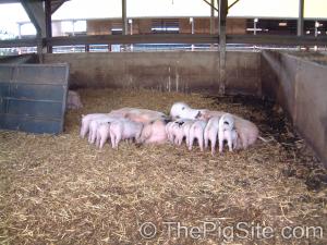 [Sows+with+Piglets+(18).jpg]
