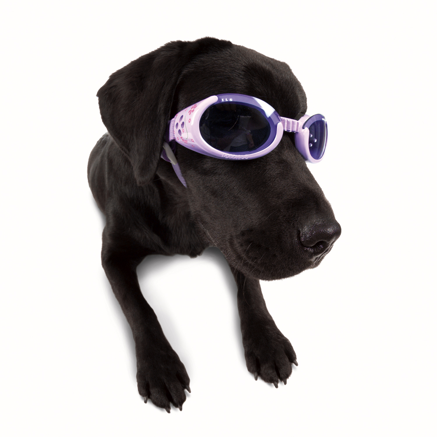 Hundezubehör für kleine und große Hunde fashion and lifestyle for