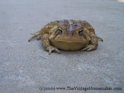 [prince+charming.jpg]