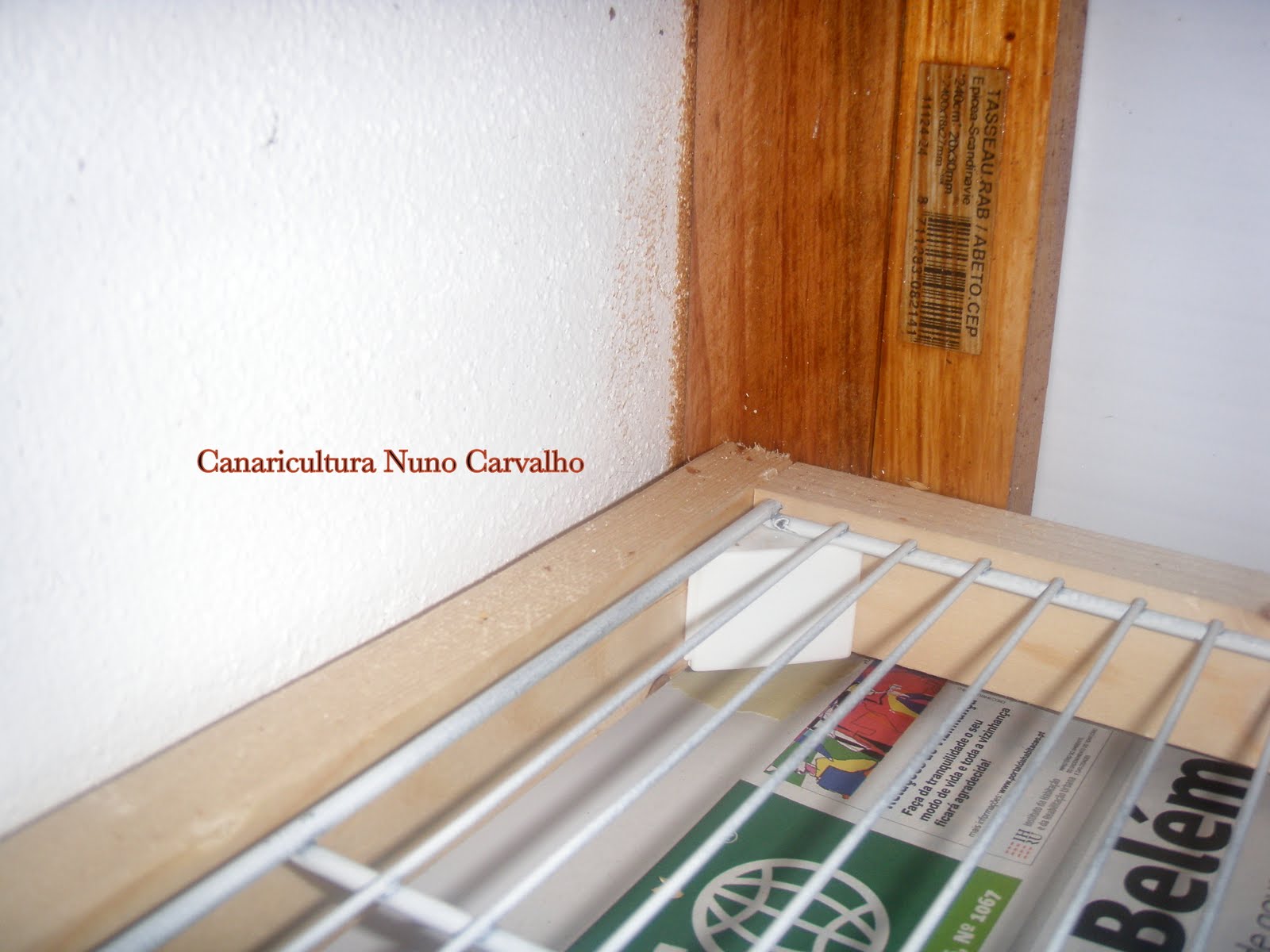 [bricolagem+canários3.JPG]